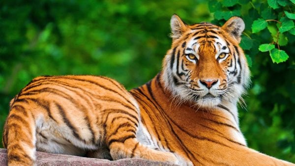 Que mangent les tigres ? Tout sur leur alimentation