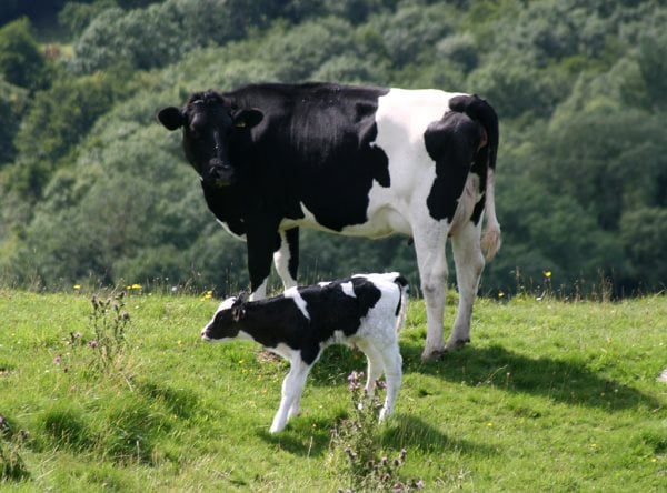 Que mange une vache ? Tout sur son alimentation