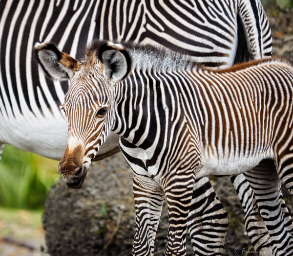 zebre