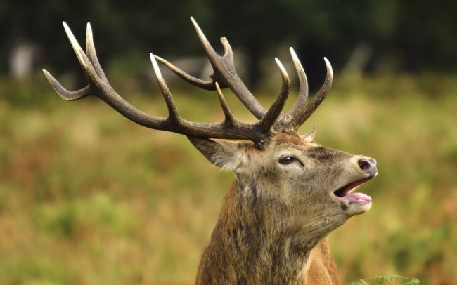 Symbolique de l'Élan : L'Élan en tant qu'animal de pouvoir