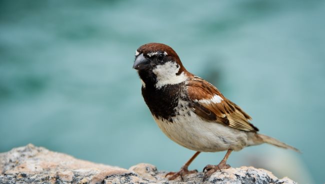 Symbolique du moineau : Signification spirituelle, animal de pouvoir, totem