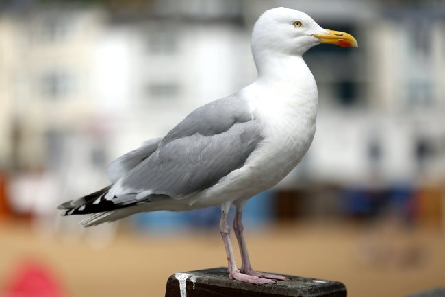 mouette