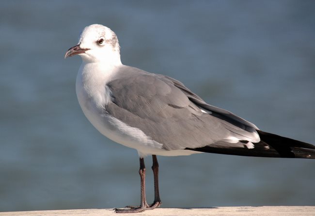 mouette2