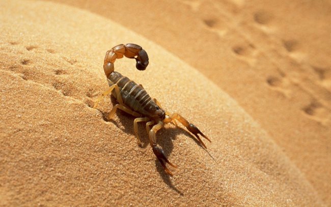 Symbolique du scorpion : Signification spirituelle, animal de pouvoir (totem)