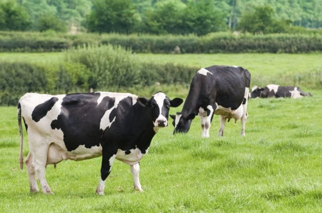 vaches