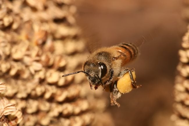 Que signifie rêver d'abeilles ou que celles-ci nous piquent ?