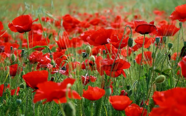 Rêver de coquelicot ou de pavot : Qu'est-ce que ça signifie ?