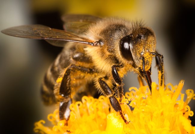 Symbolique de l'abeille : Signification spirituelle, animal de pouvoir (totem)