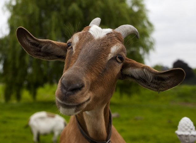 Symbolique du bouc : Signification spirituelle, totem