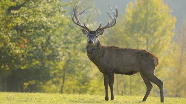 Symbolique du cerf : Signification spirituelle, totem, animal de pouvoir