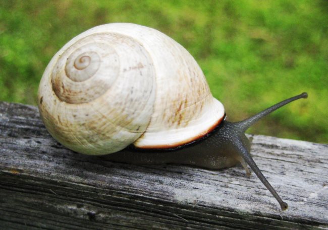 Symbolique de l'escargot : Signification spirituelle, animal de pouvoir (totem)