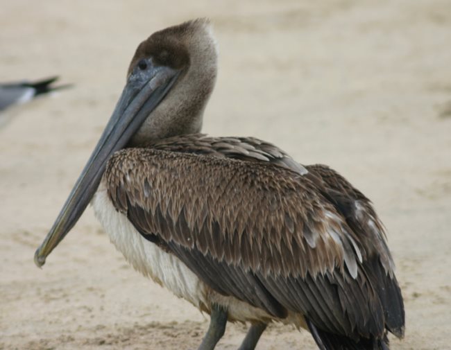 pelican