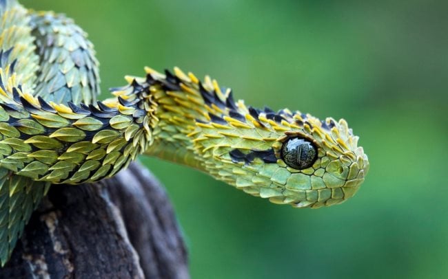 Symbolique du serpent : Signification spirituelle, totem, animal de pouvoir