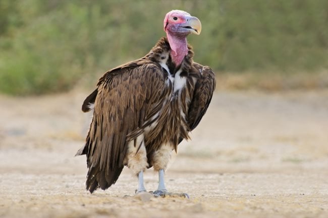 Symbolique du vautour : Signification spirituelle, totem, animal de pouvoir