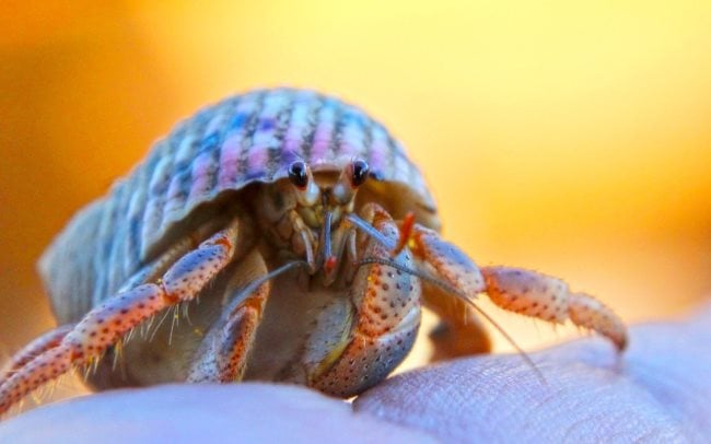 Que mangent les crabes ? Où vivent-ils ? Comment naissent-ils ?