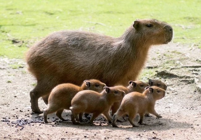 Que mange un Capybara ? Tout sur son alimentation