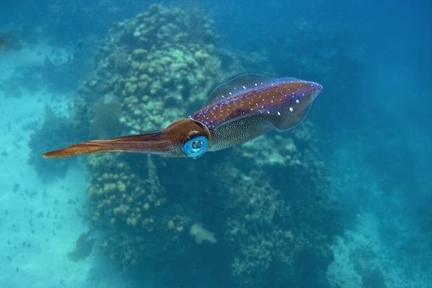 Que mangent les calamars ? Tout sur leur alimentation