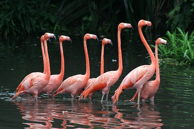 flamants roses