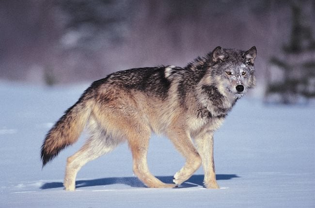 Rêver de loups : qu'est-ce que ça signifie ?