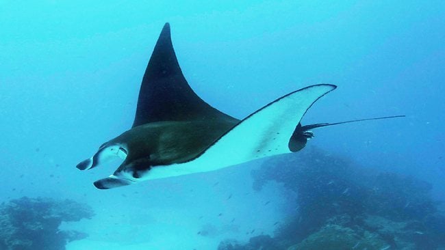 Que mangent les raies mantas ? Tout sur leur alimentation