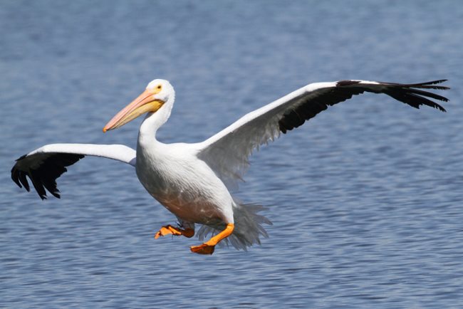 pelican