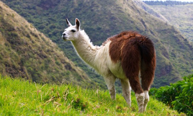 Que mange un lama ? Tout sur son alimentation