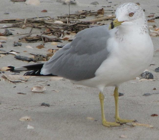 Que mangent les mouettes ? Tout sur leur alimentation