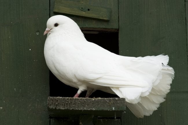 Que mangent les pigeons ? Tout sur leur alimentation