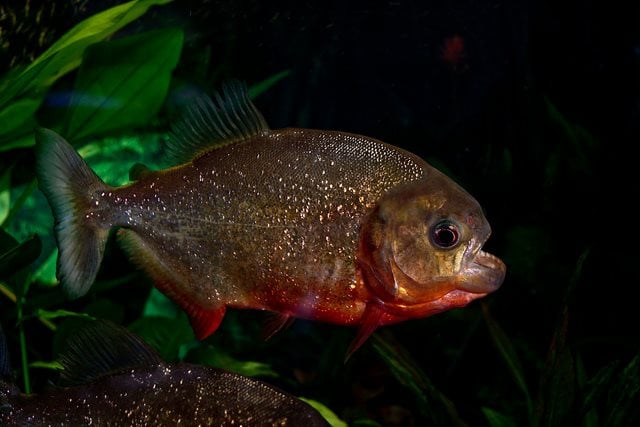 piranha