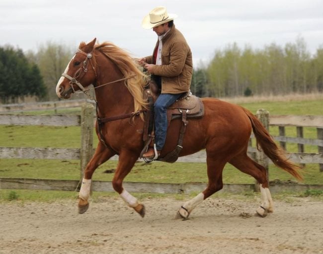 cheval homme