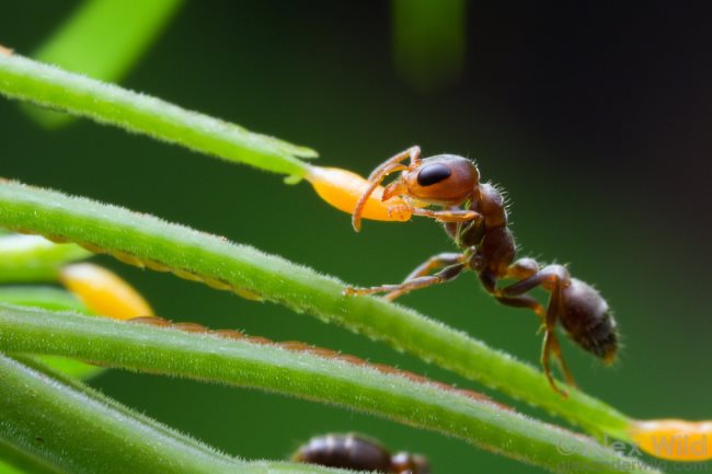 Que signifie rêver de fourmis?