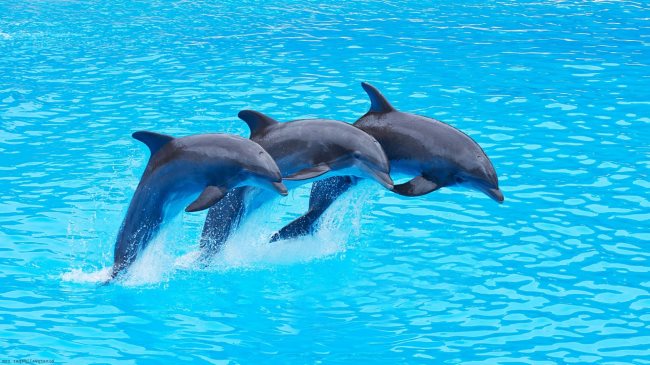 Signification réelle des rêves de dauphins : Des interprétations adaptées à votre vie