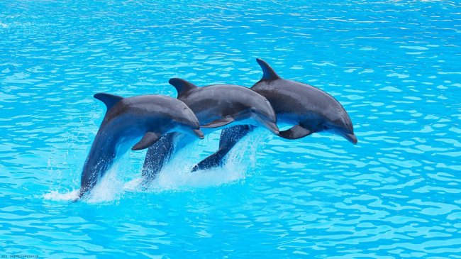 dauphins