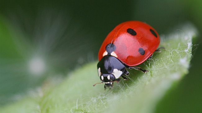 Que signifie rêver d'insectes ou qu'on est en train de les tuer ?