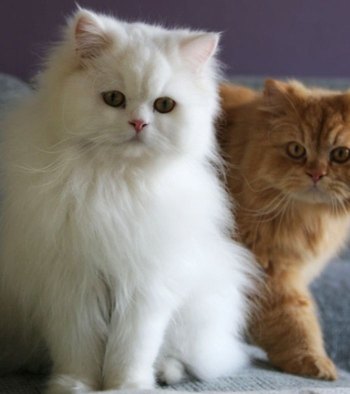Intoxication des chats : aliments et toxines à éviter