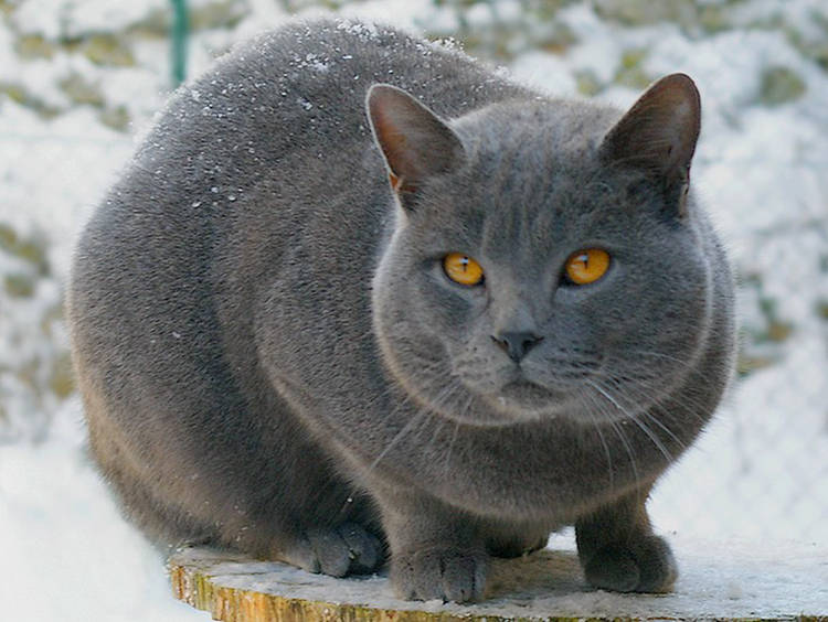 Le rhume chez les chats : symptômes et traitement