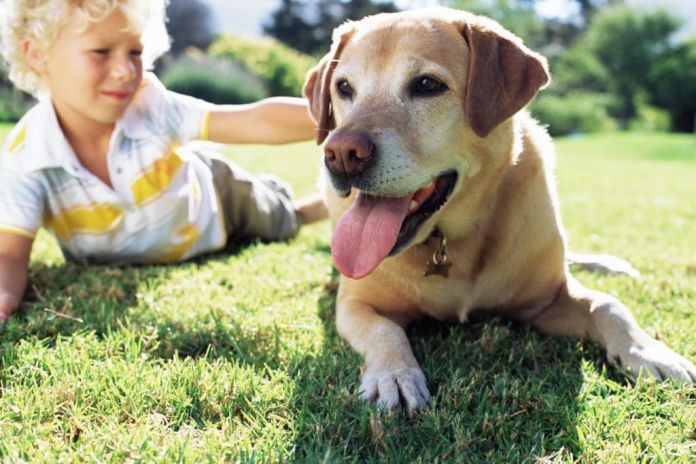 Comment éviter qu'un chiot ne pleure