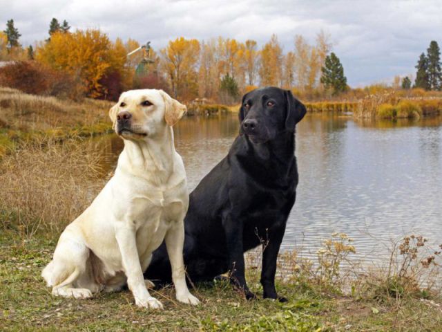 Comment éviter que votre chien ne morde