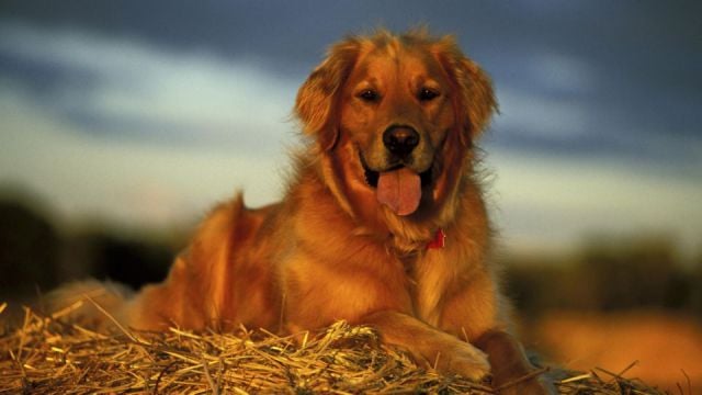 Comment éviter qu'un chien n'aboie