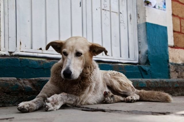 Aliments défendus pour les chiens