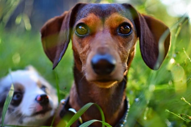 Trucs et idées pour que votre chien n'aboie plus autant