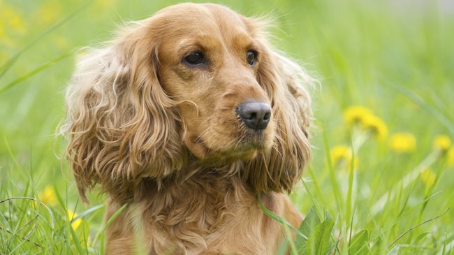 Comment nettoyer les oreilles de mon chien