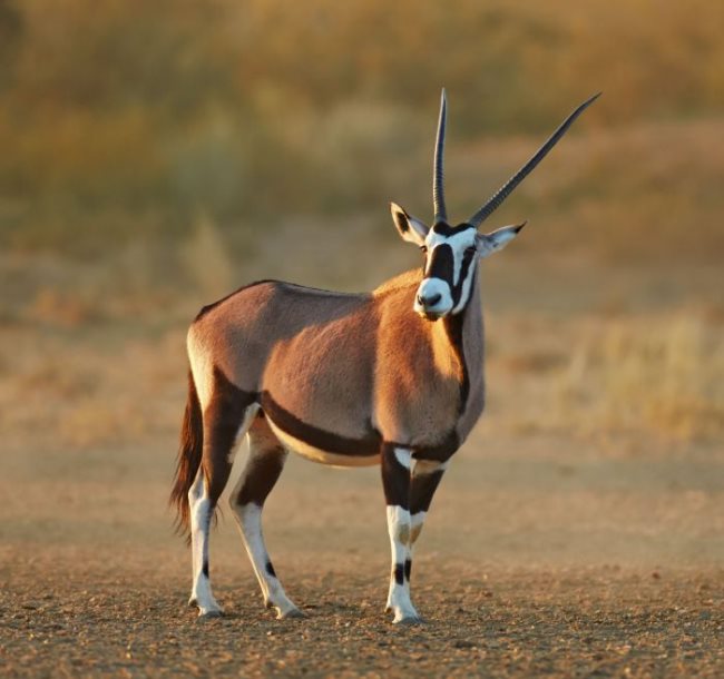 antilope