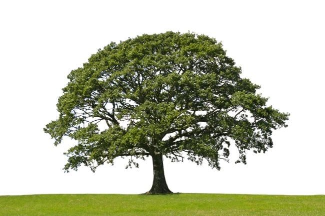 Analyse de votre subconscient lorsque vous rêvez d'arbre ou d'un arbre