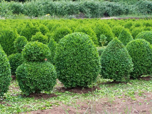 Quelques interprétations du fait de rêver d'arbustes : Des interprétations adaptées à votre vie