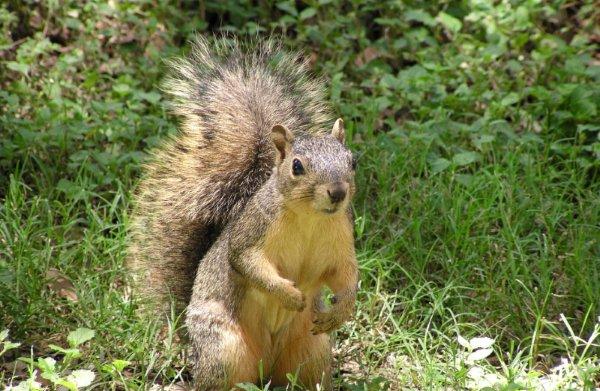 Rêver d'écureuil : qu'est-ce que ça signifie ?