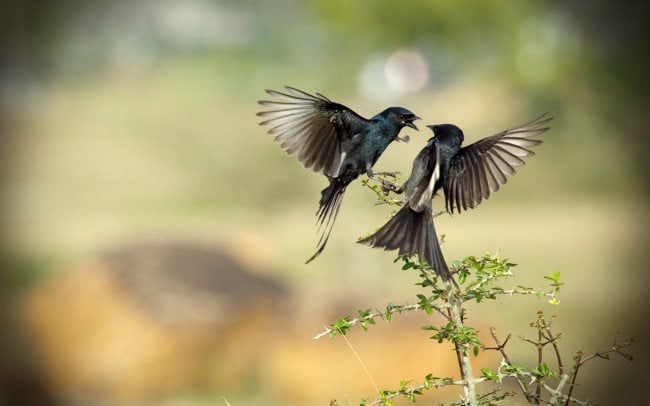 Que signifie rêver d'oiseaux ou de chasser des oiseaux ?