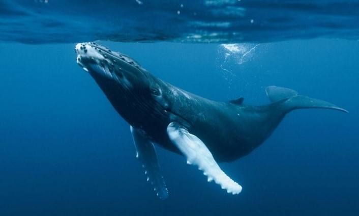 Signification réelle des rêves de baleines : Interprétations adaptées à votre vie