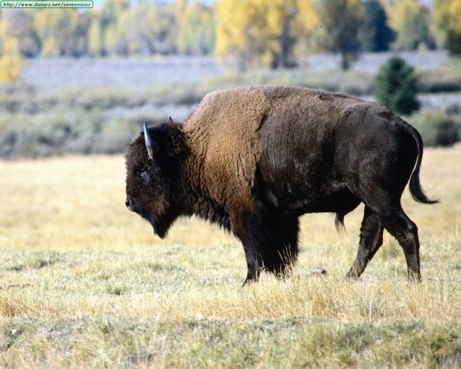 bison