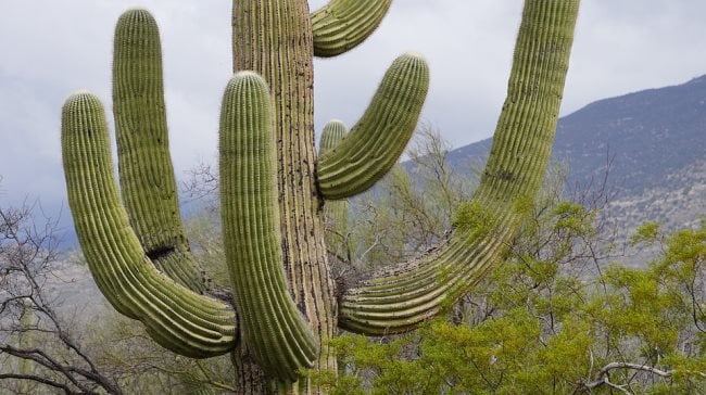 Que signifie rêver d'un cactus ?